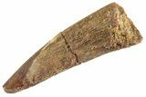 Fossil Pterosaur (Siroccopteryx) Tooth - Morocco #359994-1